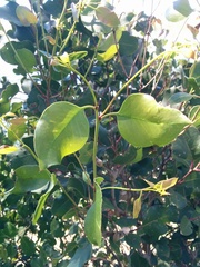 Eucalyptus brookeriana