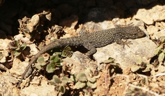 Quedenfeldtia trachyblepharus