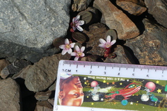 Claytonia umbellata