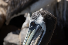 Pelecanus thagus