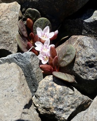Claytonia umbellata