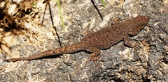 Quedenfeldtia trachyblepharus
