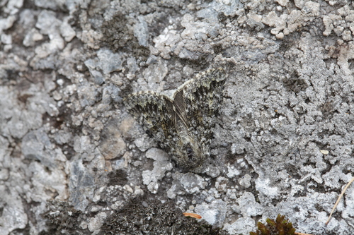 Lasionycta dovrensis