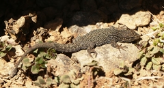 Quedenfeldtia trachyblepharus