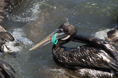Pelecanus thagus