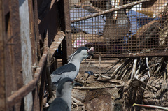 Nycticorax nycticorax