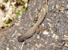 Quedenfeldtia trachyblepharus