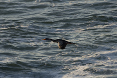 Poikilocarbo gaimardi