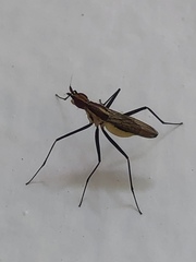 Telostylinus lineolatus