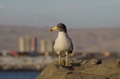 Larus belcheri