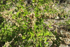 Lippia palmeri