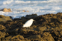 Egretta thula