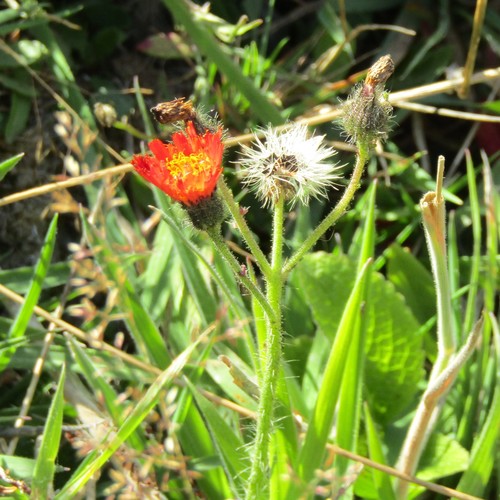 Pilosella aurantiaca