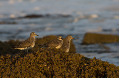 Calidris virgata