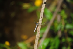Dasythemis mincki