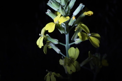 Erysimum capitatum angustatum