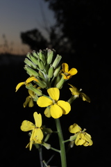 Erysimum capitatum angustatum