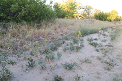 Erysimum capitatum angustatum