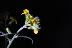Erysimum capitatum angustatum