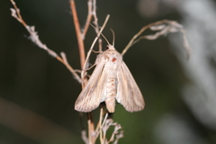 Leucania comma