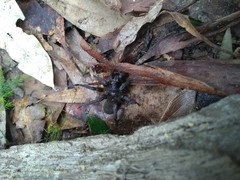 Seqocrypta jakara