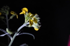 Erysimum capitatum angustatum