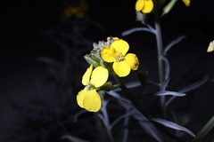 Erysimum capitatum angustatum