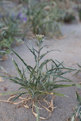 Erysimum capitatum angustatum