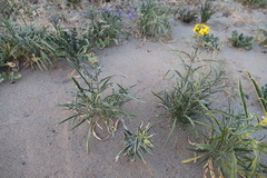 Erysimum capitatum angustatum