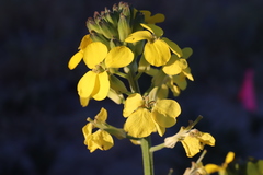 Erysimum capitatum angustatum