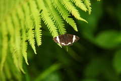 Leucomelas juvenilis