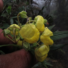Calceolaria microbefaria