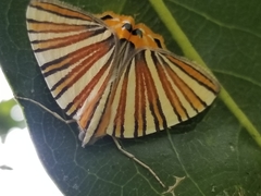 Pityeja histrionaria