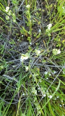 Plagiobothrys greenei