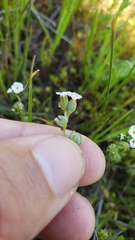 Plagiobothrys greenei