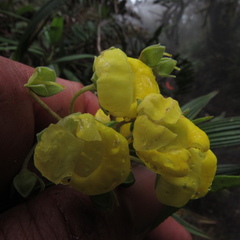 Calceolaria microbefaria