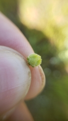 Plagiobothrys greenei