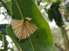 Pityeja histrionaria