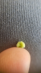 Plagiobothrys greenei