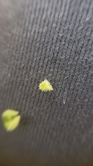 Plagiobothrys greenei