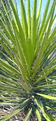 Yucca periculosa