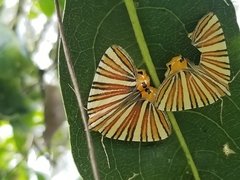 Pityeja histrionaria