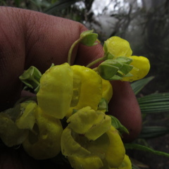 Calceolaria microbefaria