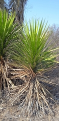 Yucca periculosa