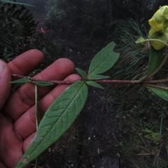 Calceolaria microbefaria