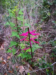 Erythrina herbacea