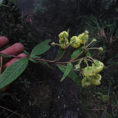 Calceolaria microbefaria
