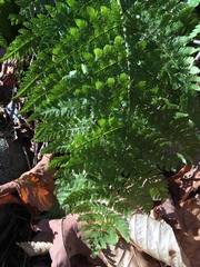 Dryopteris intermedia