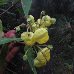 Calceolaria microbefaria