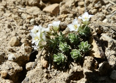 Cusickiella douglasii